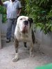 PERRO DEL SAUCILLO