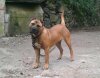 MORENA DE PERRO DE LA TIERRA