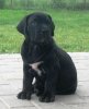 SAVANA CABALLERO CANARIO