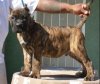 WAXX DE HIGH VELOCITY K9 (WAXX HVK9)