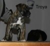 TROYA