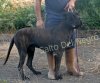 MORO DEL CANARIO