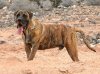 TIGRE (GLOTON)