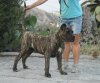 NERON DE LA ISLA DE LOS VOLCANES*