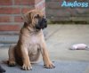WEIHBULL'S AMBOSS