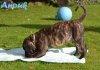 WEIHBULL'S ANOUK