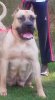 TNT TRUEBLOODLINE MIGHTY CASSIE