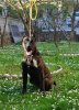 ARDOR BULL ALFA