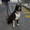 TRASTO DE KING ZULU
