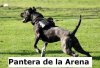 PANTERA DE LA ARENA