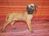 ARES M.R.CANARIO ISAREL