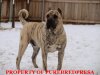 PURE BRED PRESA SECURITY