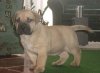 DOGO MIRACLE COLE