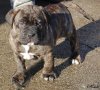 PERROS CANARIOS OROS ARES