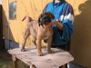 SUNDANCEDOGS ADINA