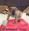 EL VEHEMACH FONZY