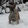 THORNEY ROGUE'S ASHEN-E (ICE)