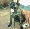ROCO (DEL ABORIGEN)