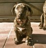 MINI UZI DE PERRO DE PRESA BECERRIL