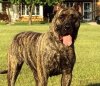 VALKYRIA BALUARTE DE LOS PERROS