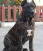 VARGA'S EL GUARDIAN FIEL BALTHAZAR