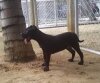 UNO CANARIO BRUTUS