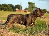 VERDUGO CABALLERO CANARIO