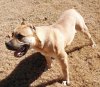 WILLY DE HAWK KENNELS