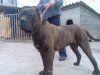 ROCKO ROTT DANI