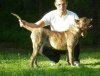 RUMBA BALUARTE DE LOS PERROS