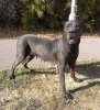 LOCA PERRO DE PRESA BECERRIL (KIRA II)