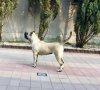 PERROS CANARIOS OROS FLO