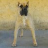 SHAKIRA DE IRON PRESS KENNEL (DUKESA)