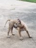 PWA'S NALA