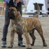 NITRO BULLSARA DEL PEMBA