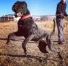 MORENITA DE PERRO DE PRESA BECERRIL