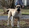 DIESEL DE CABEZA GRANDE