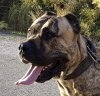PANZER DE MASETEROS