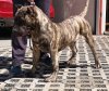 SULTAN EL AUTENTICO CANARIO