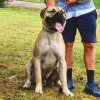 SIMPSON KENNELS MUFASA