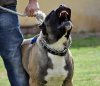 OSO DE KING ZULU