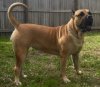 RUBIA DE BARNACAN BULL