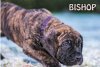 WEIHBULL'S BISHOP