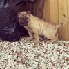 ONLY THE FAMILY KENNELS BISHOP