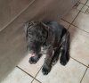 RUBEN DE LA HUELLA DEL PRESA CANARIO