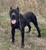 TORO DE ANAGA KENNEL