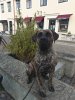LOWES DOGGO LINK