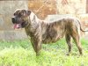 CANDY DE ATLANTIDA CAN (CANDI)