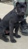 MONACAN'S ALPO