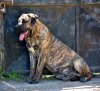 VARGA'S EL GUARDIAN FIEL BELLAFOR